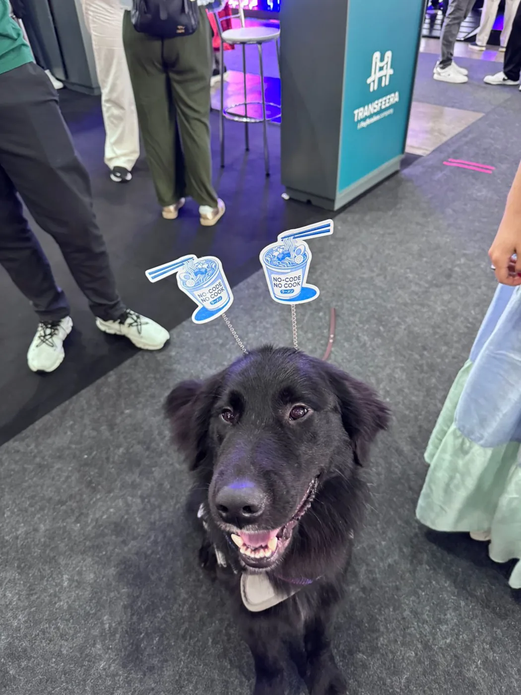 Um cachorro de tiara de miojo no corredor do evento